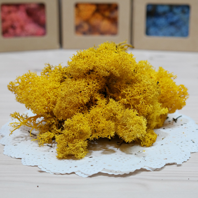 스칸디아모스-yellow(500g)