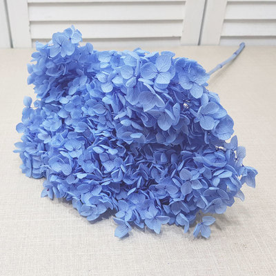 안나수국-소다블루