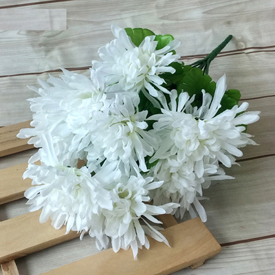 실국화-화이트
